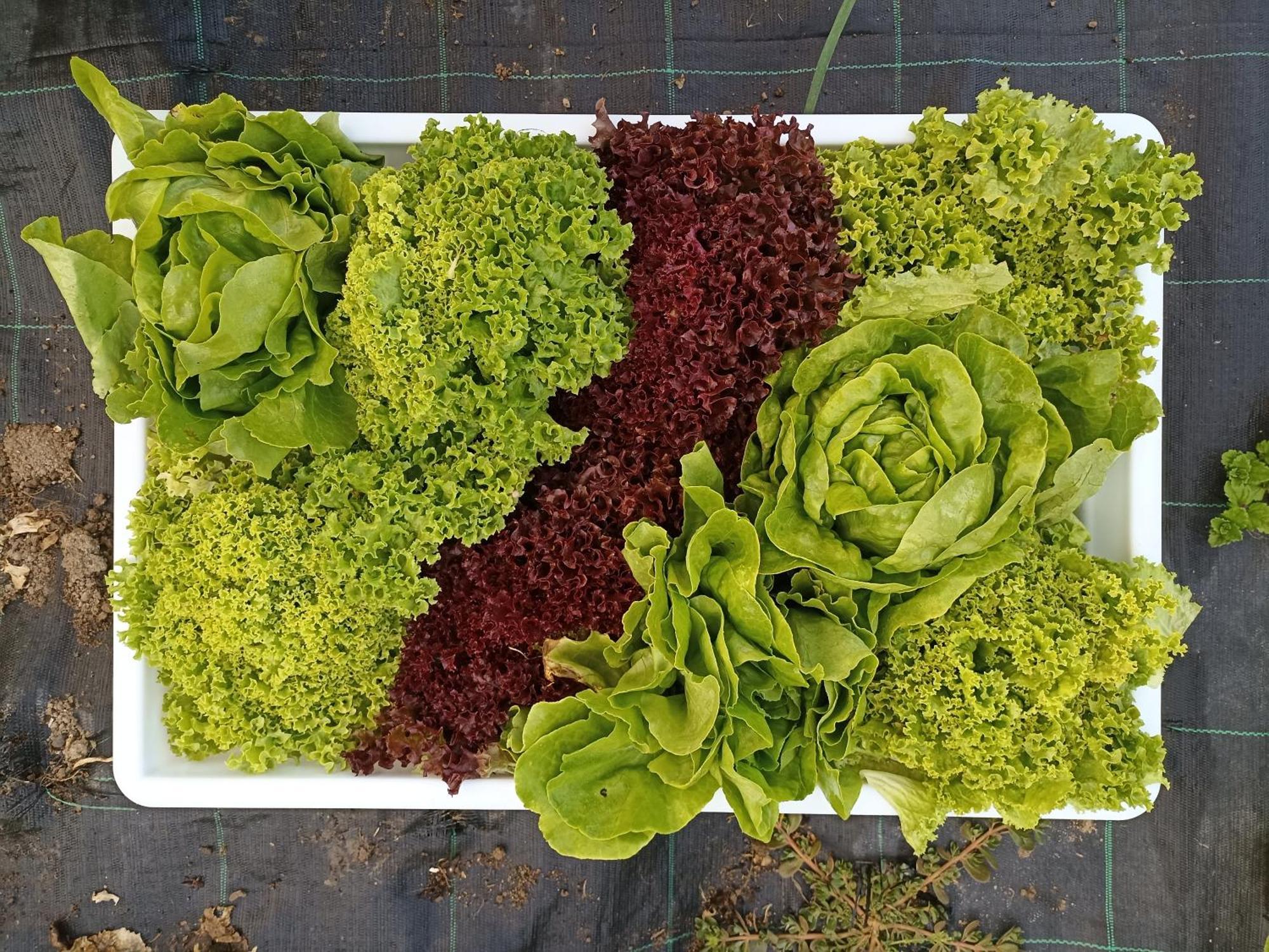 Agriturismo Cascina Cornella Cremeno Kültér fotó